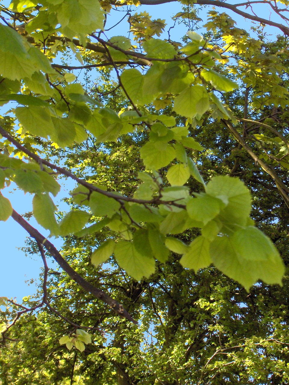 Tilia_platyphyllos